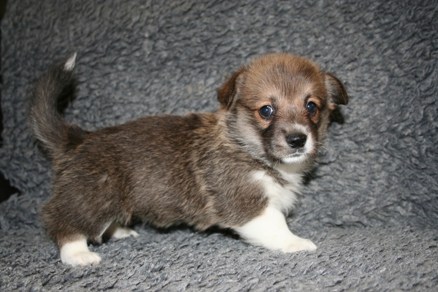 Puppies